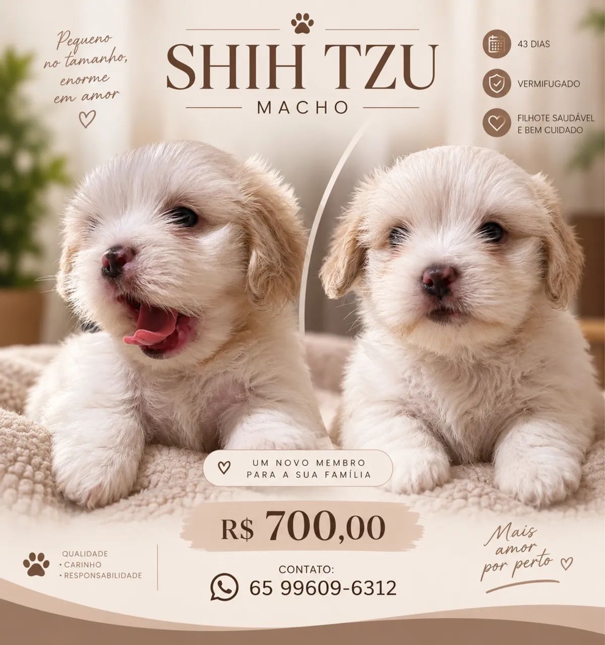 Shitzu 