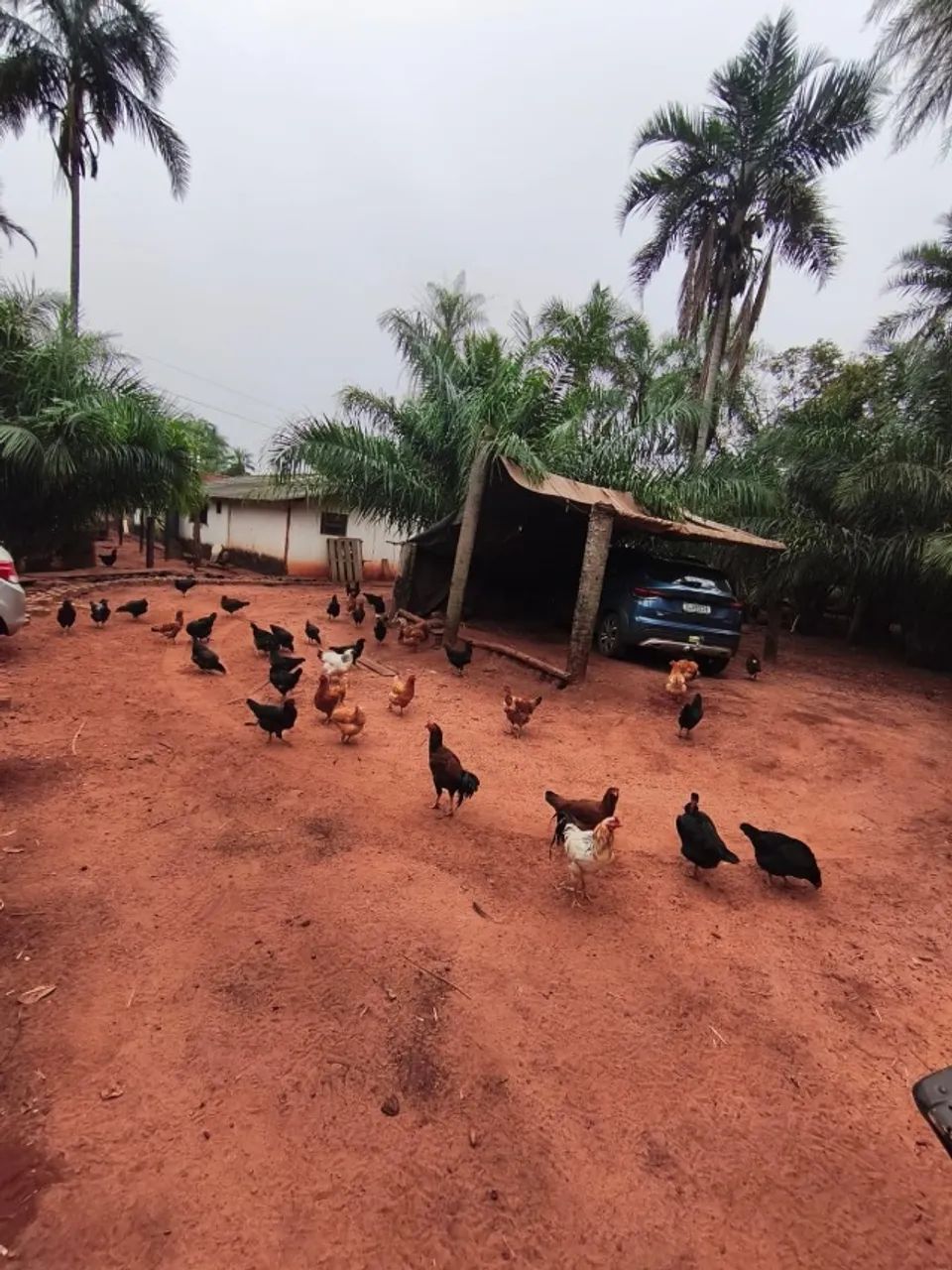 Galinhas