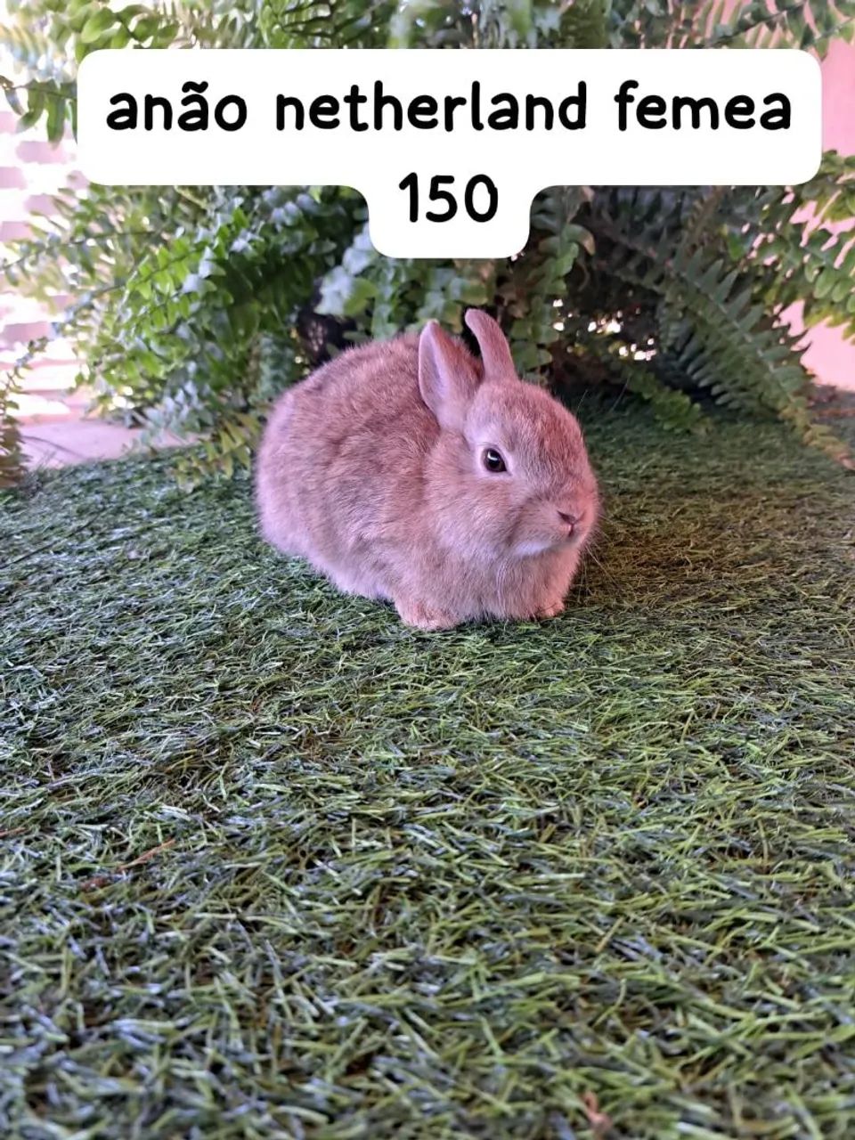 mini coelhos diversas cores e raças disponíveis  - Foto 4