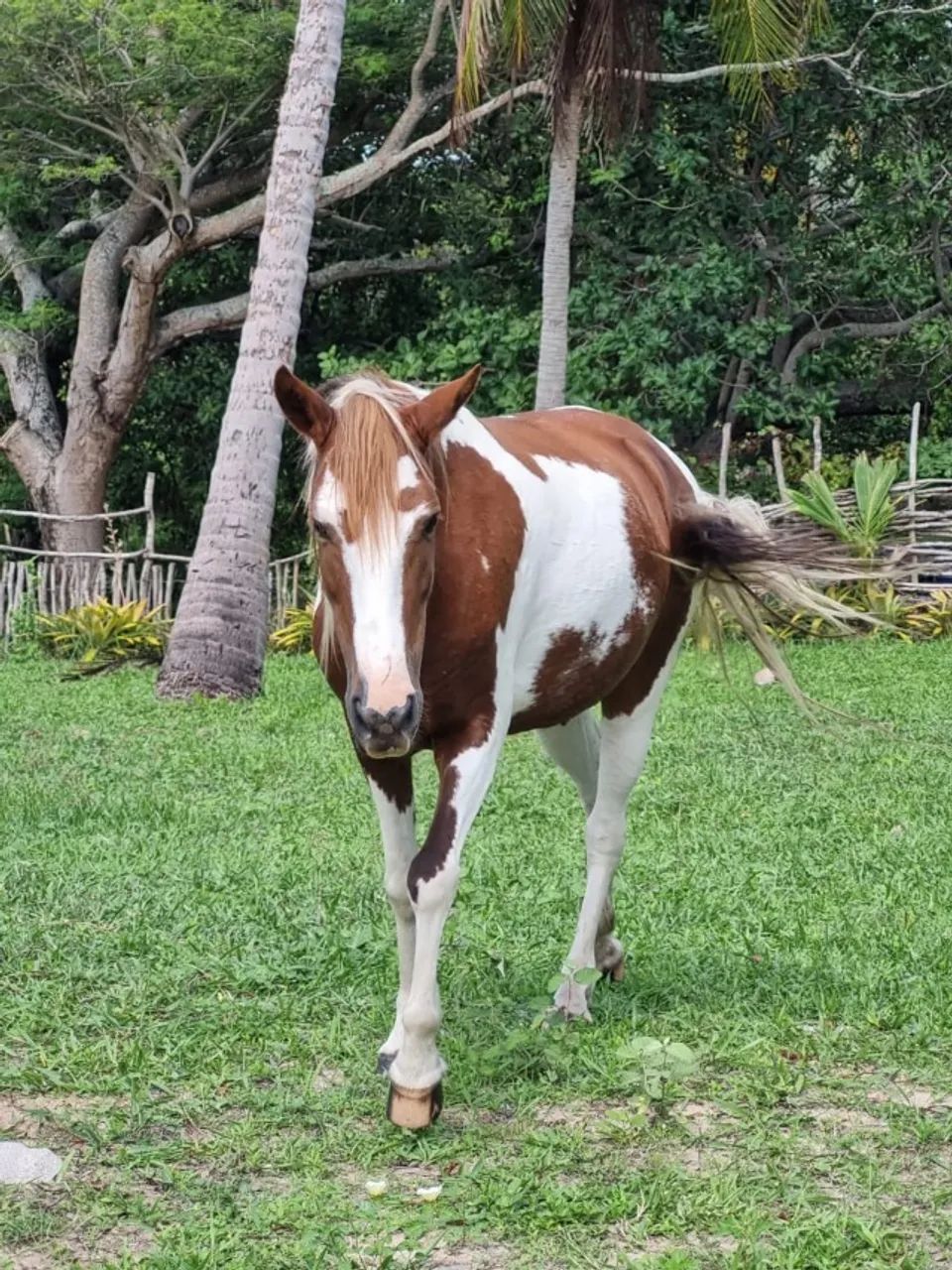 Egua Malhada Pampa Belissima - Foto 5