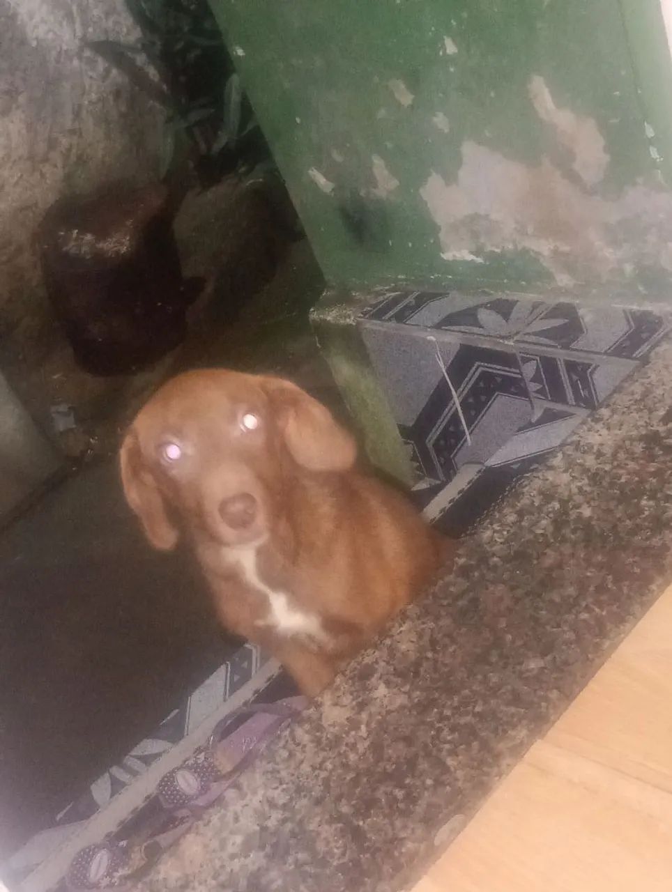 Cachorro  - Foto 5