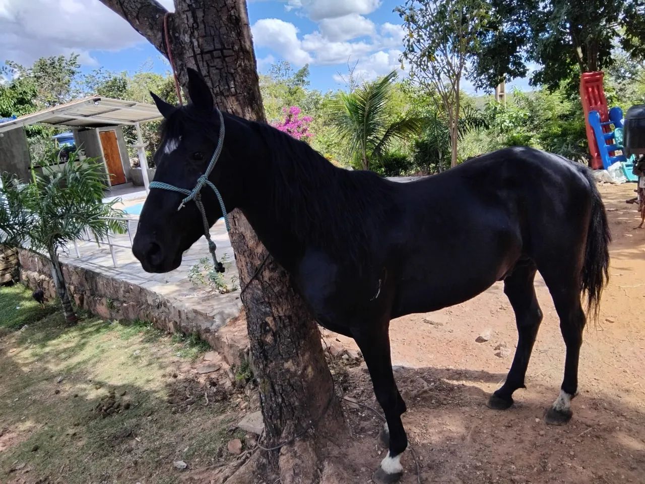 Cavalos 