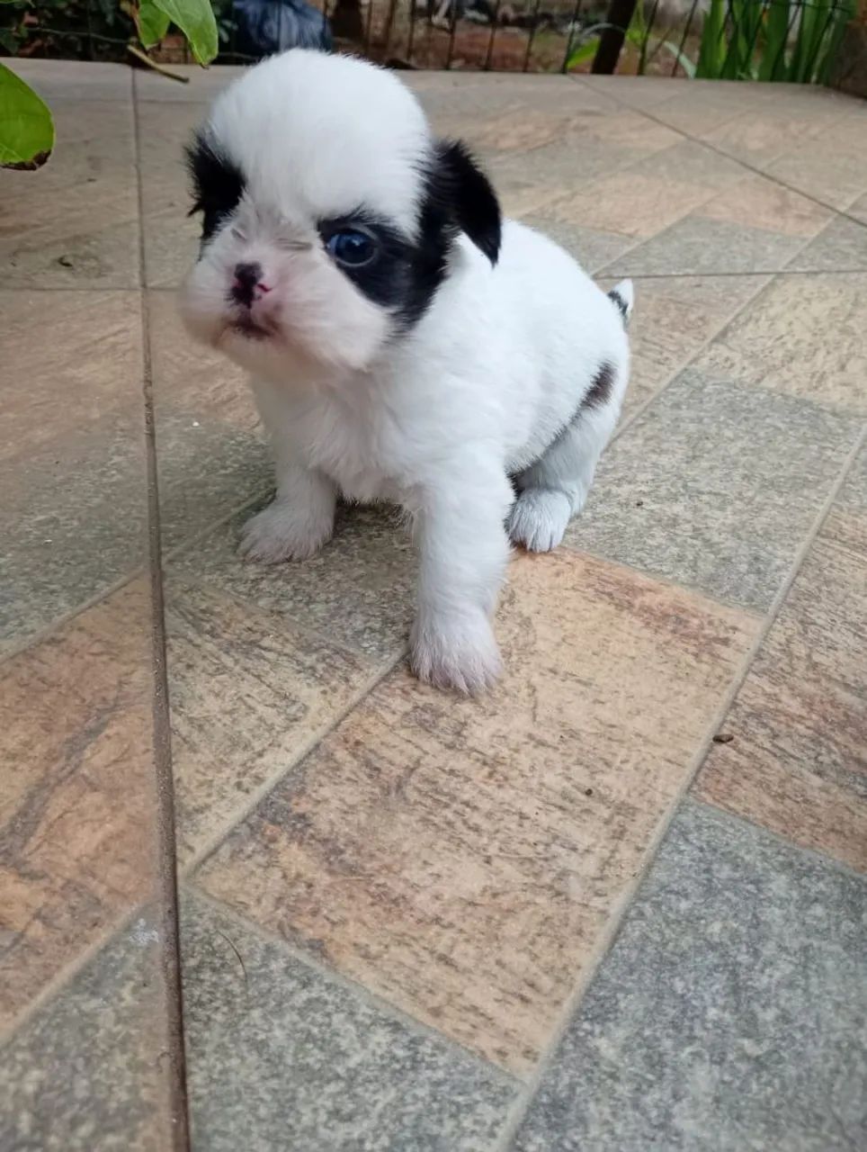 Shih Tzu Machos com pedigree em 10x de $120 - Foto 6