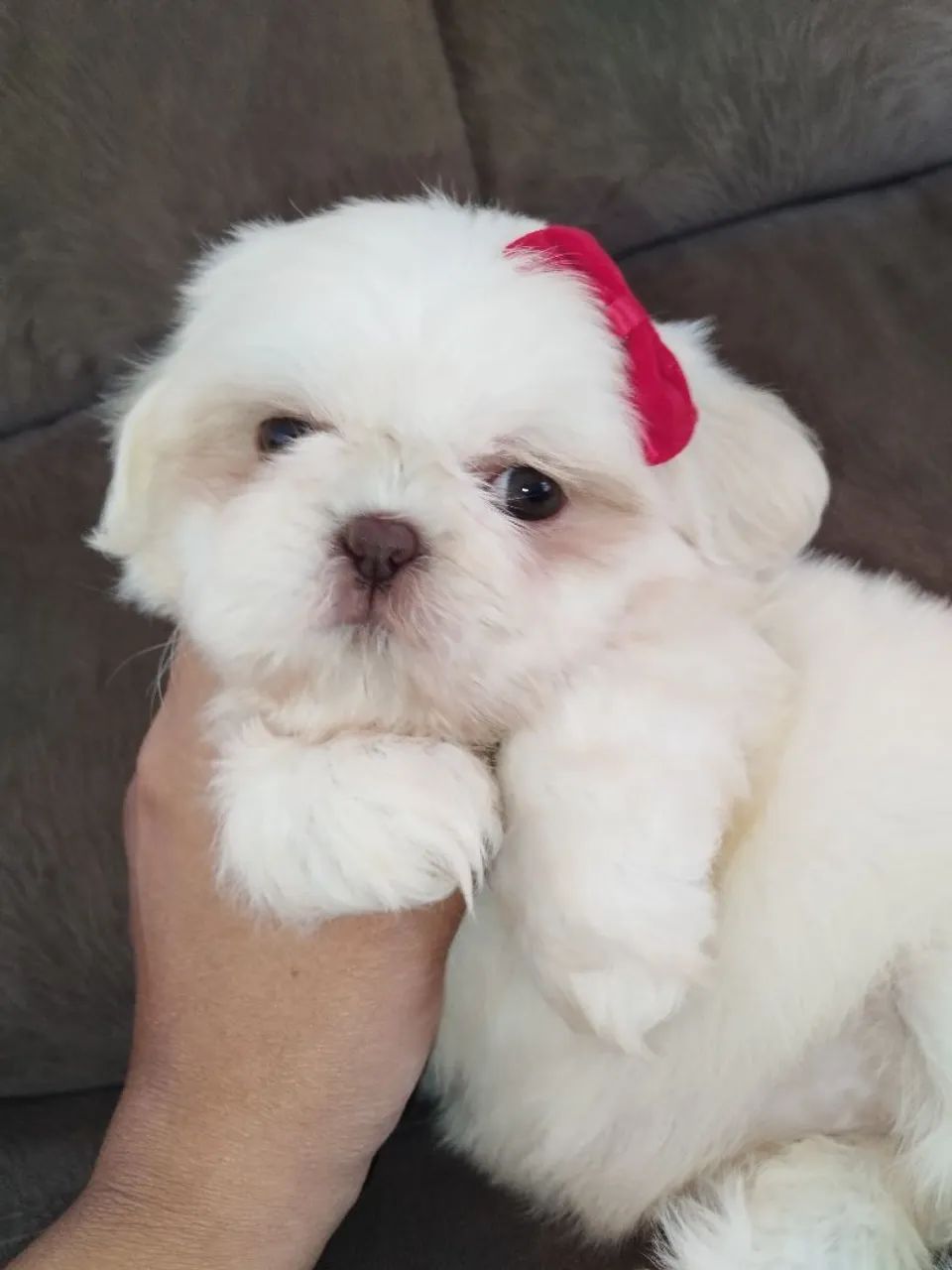  Shih Tzu fêmea branca e areia 
