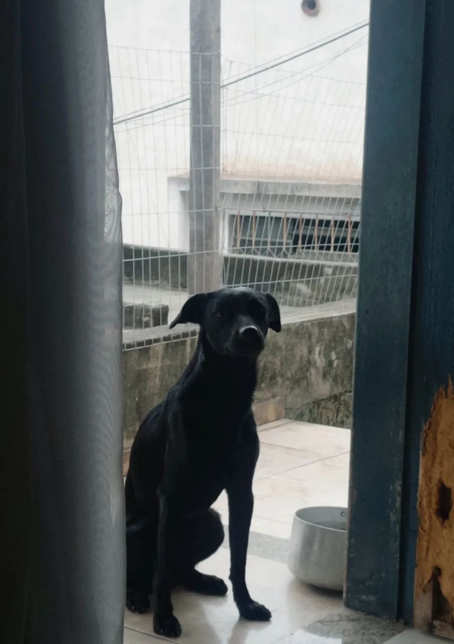 Cachorro adoção - Foto 2