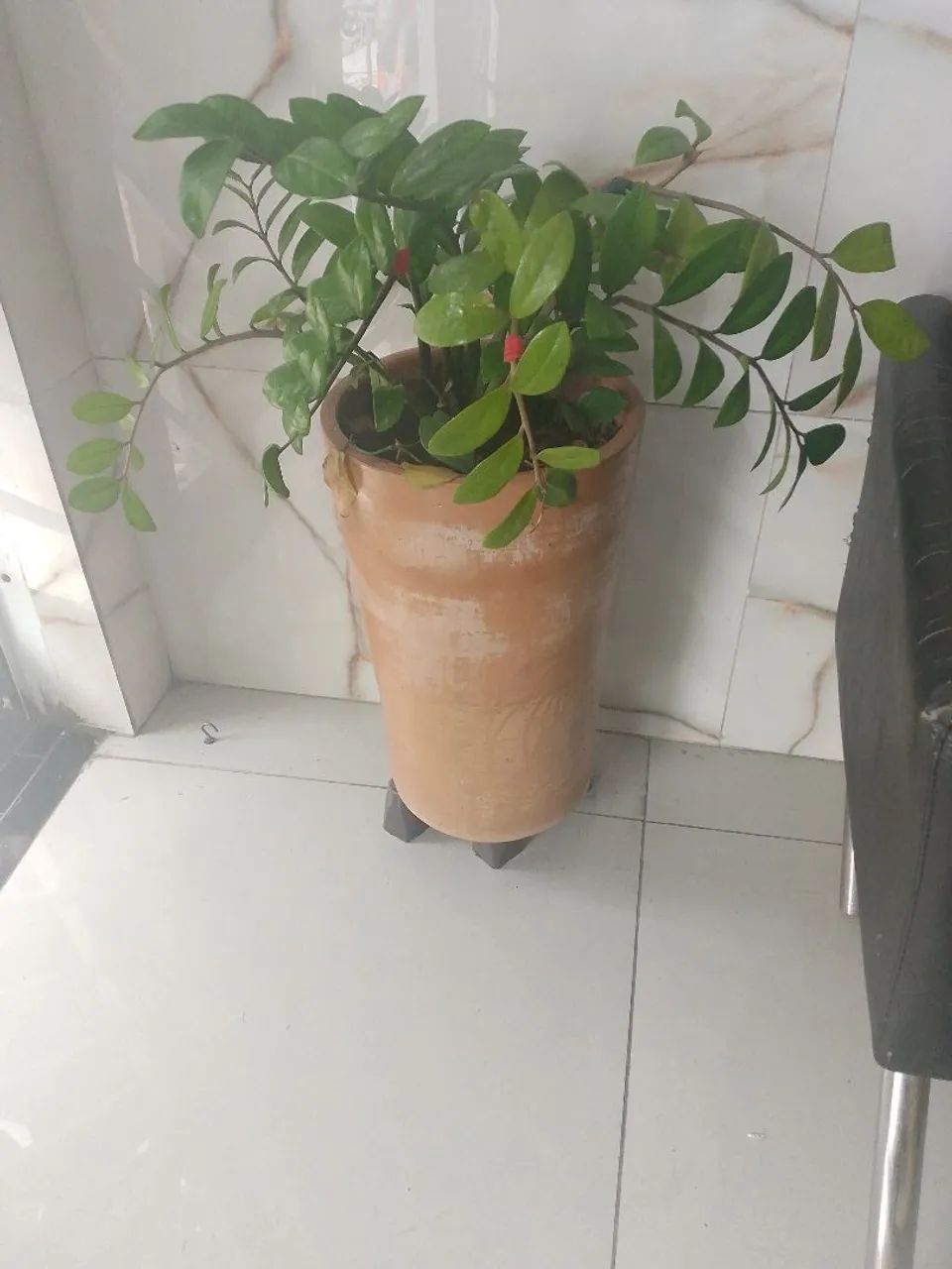 Planta com caqueiro e pés 