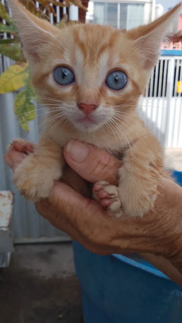 Gatinhos filhotes pra adoção urgente 