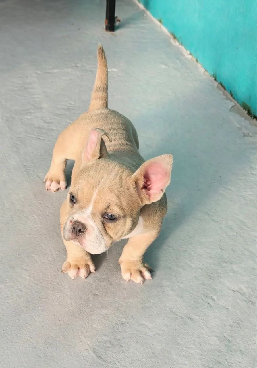American Bully 