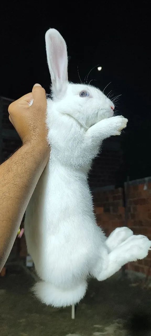 Coelhos com descendência de Flanders . - Foto 2