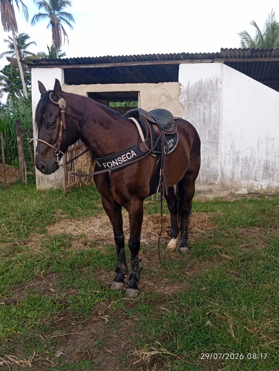Cavalo QM - Foto 5