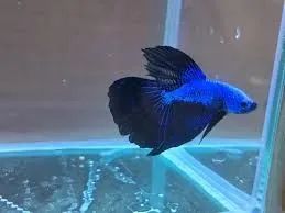Dragon azul 