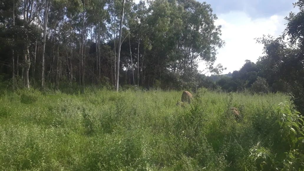 Vendo chácara com 1 alqueire, em rio claro, com rio dentro - Foto 5
