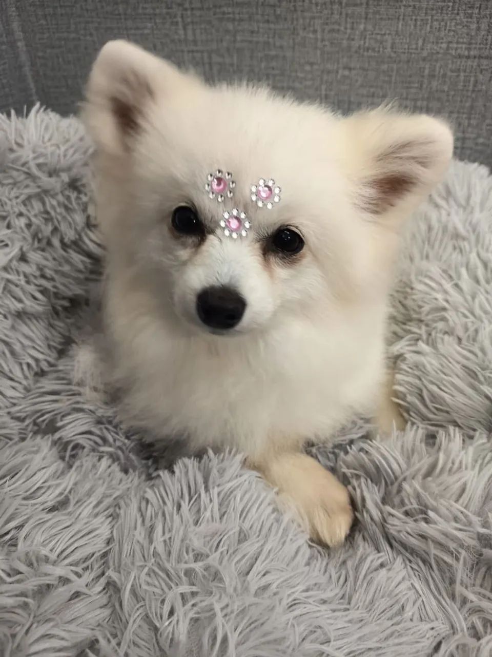 Spitz alemão  - Foto 2