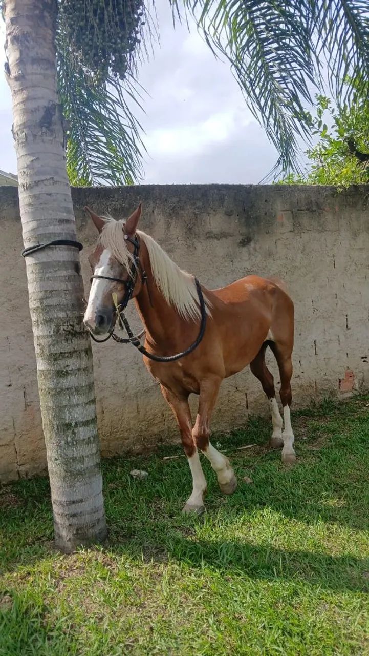 Cavalo mangalarga  - Foto 5