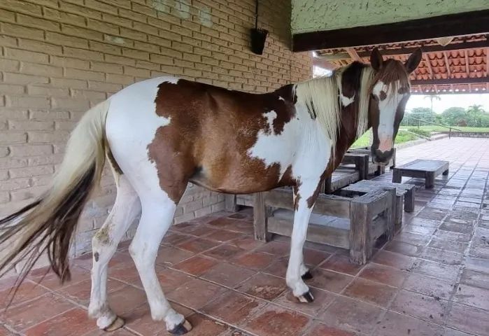 Egua Malhada Pampa Belissima