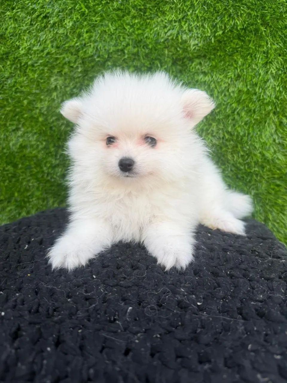 Spitz alemão - Foto 3