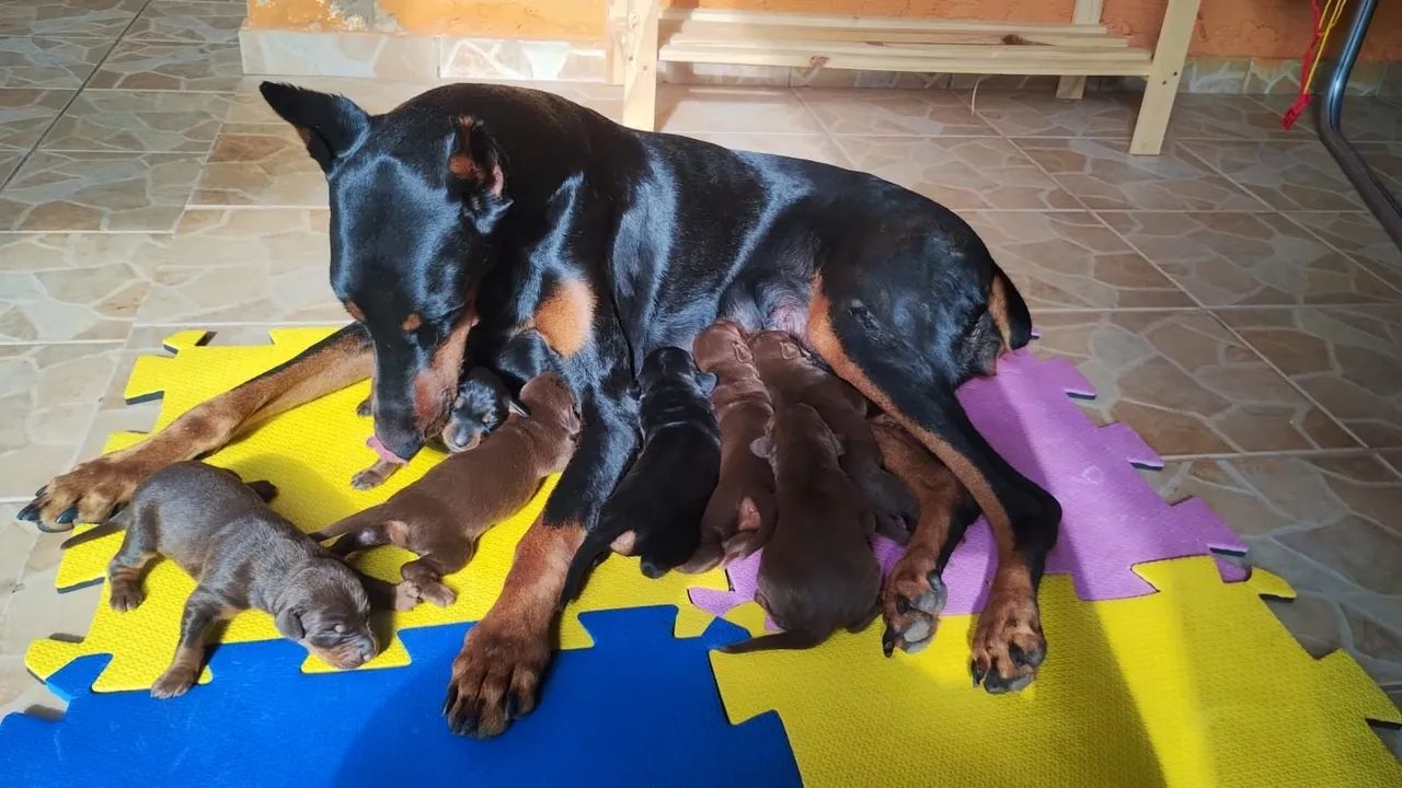 Filhotes de dobermann 