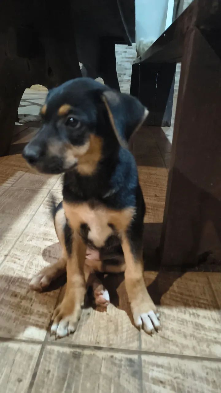 FILHOTE rottweiler fêmea e macho - Foto 2