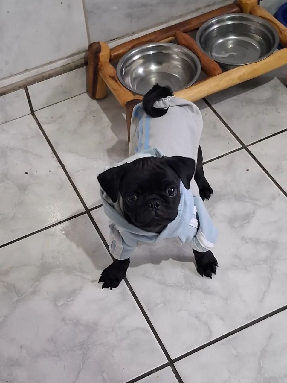 Pug black  - Foto 5