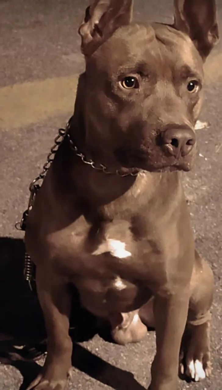 Doando Pit Bull 3 anos 