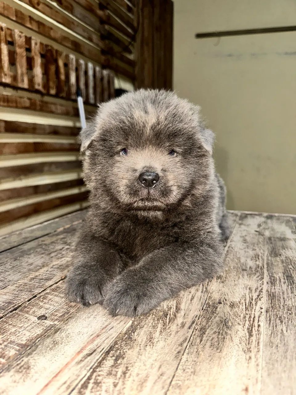 FILHOTE DE CHOW-CHOW - Foto 3