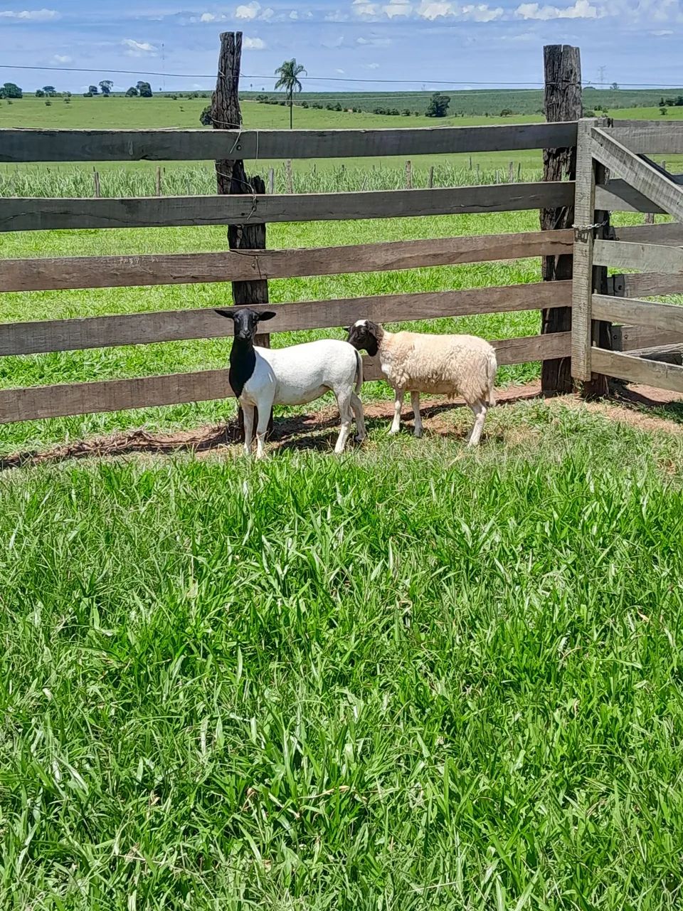 Carneiros Dorper  - Foto 5