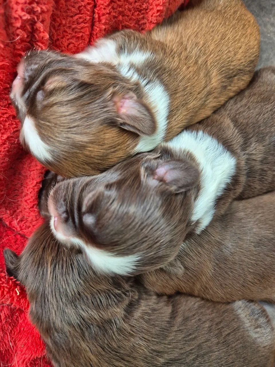 Filhotes de shitzu (Pais com pedigree) - Foto 4