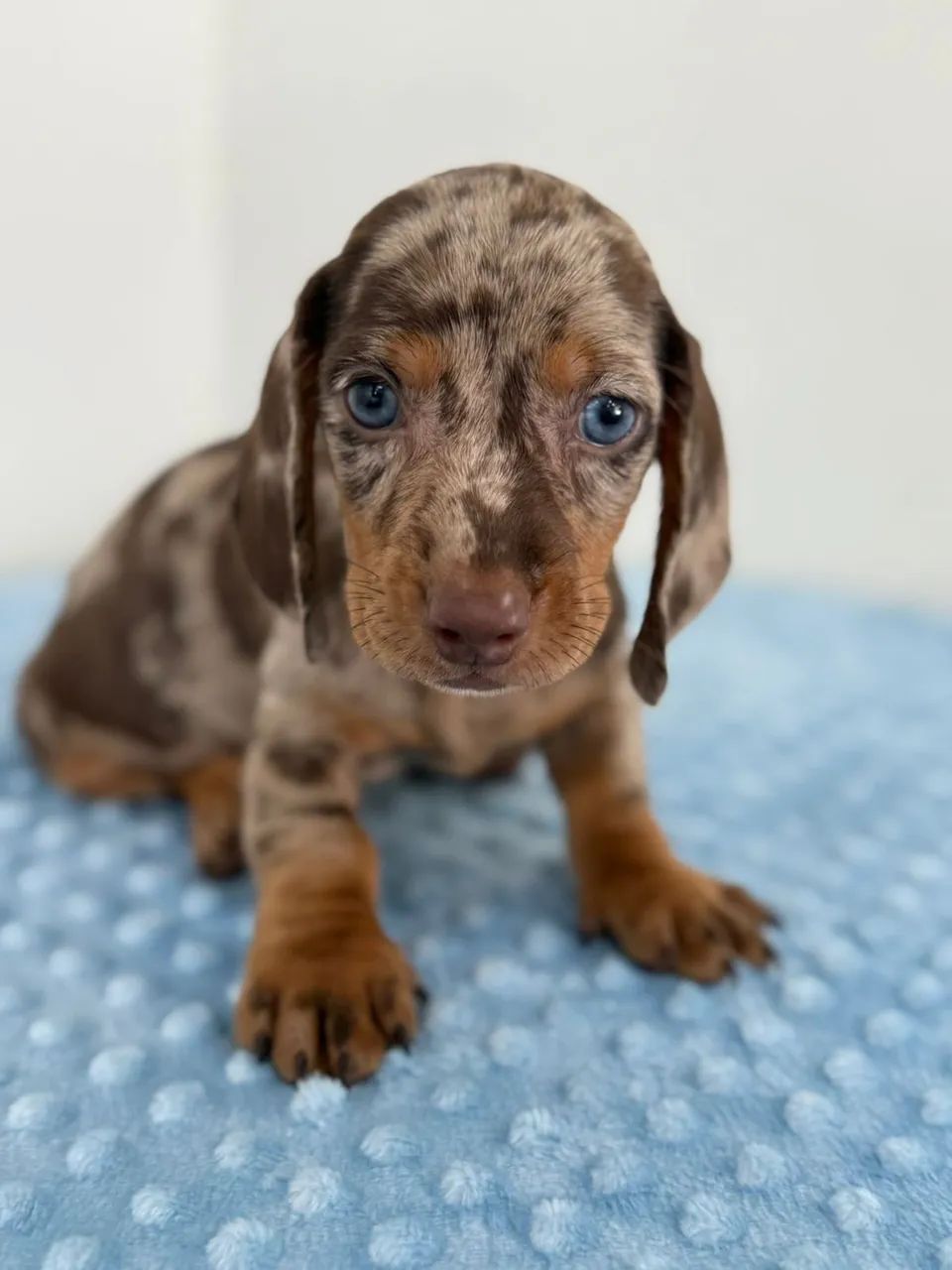 dachshund salsichinha  - Foto 2