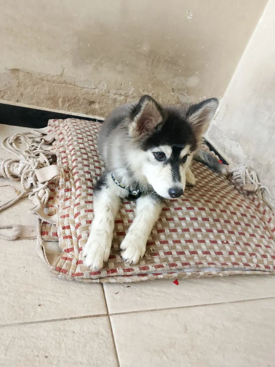 Vende se cachorro husky siberiano filhote  - Foto 4