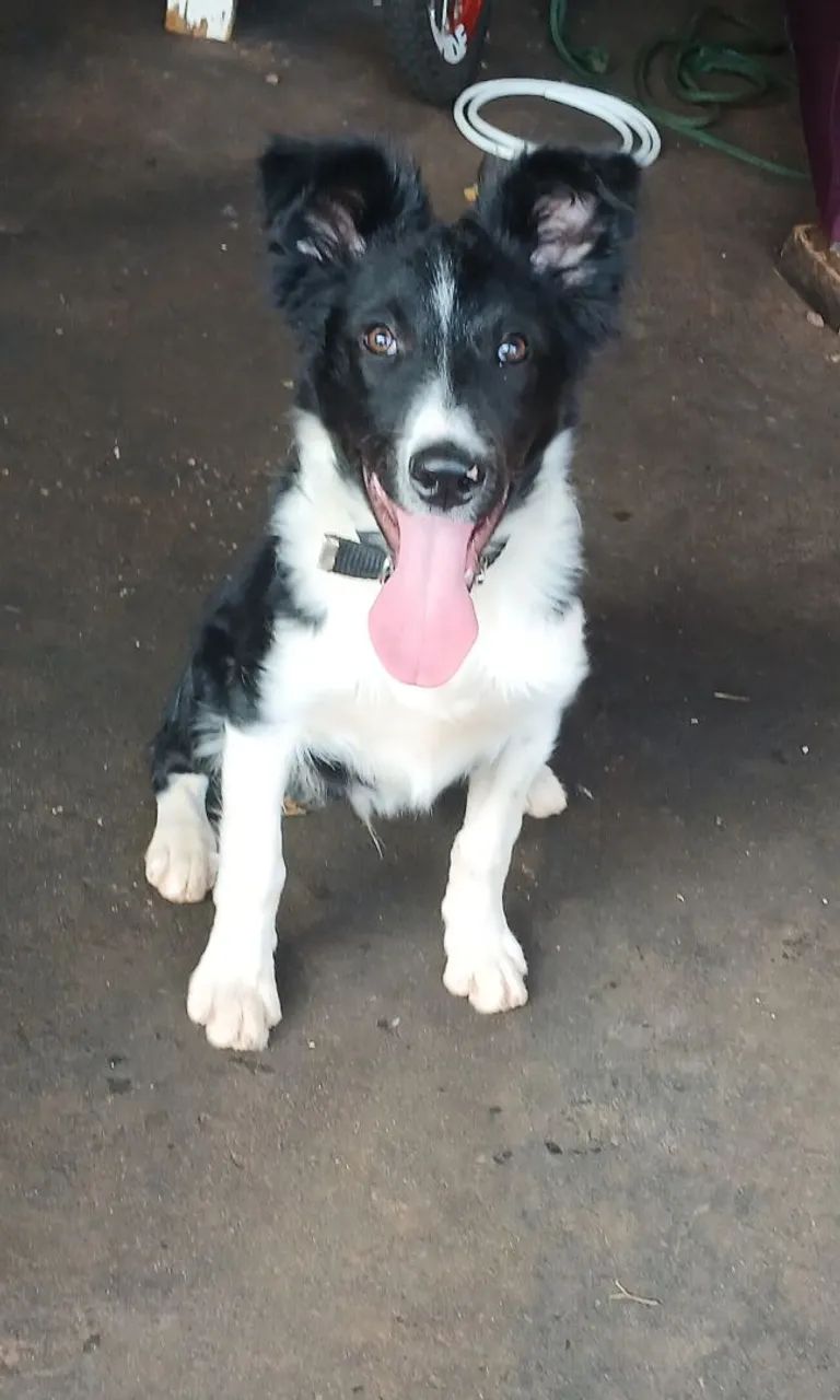 Border Collie - Foto 5