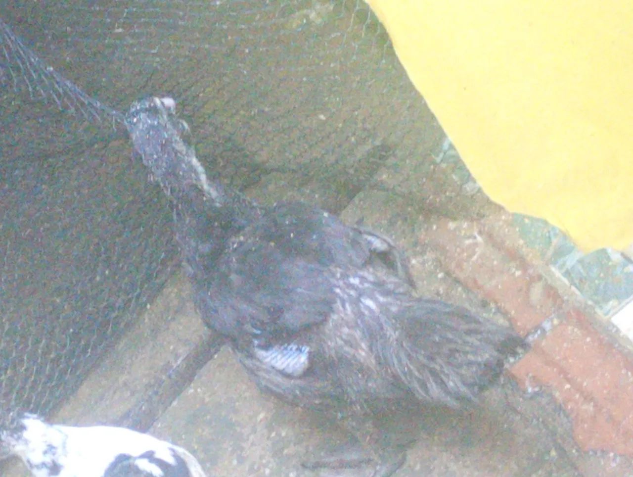 Patos de 3 e 2,5 meses.