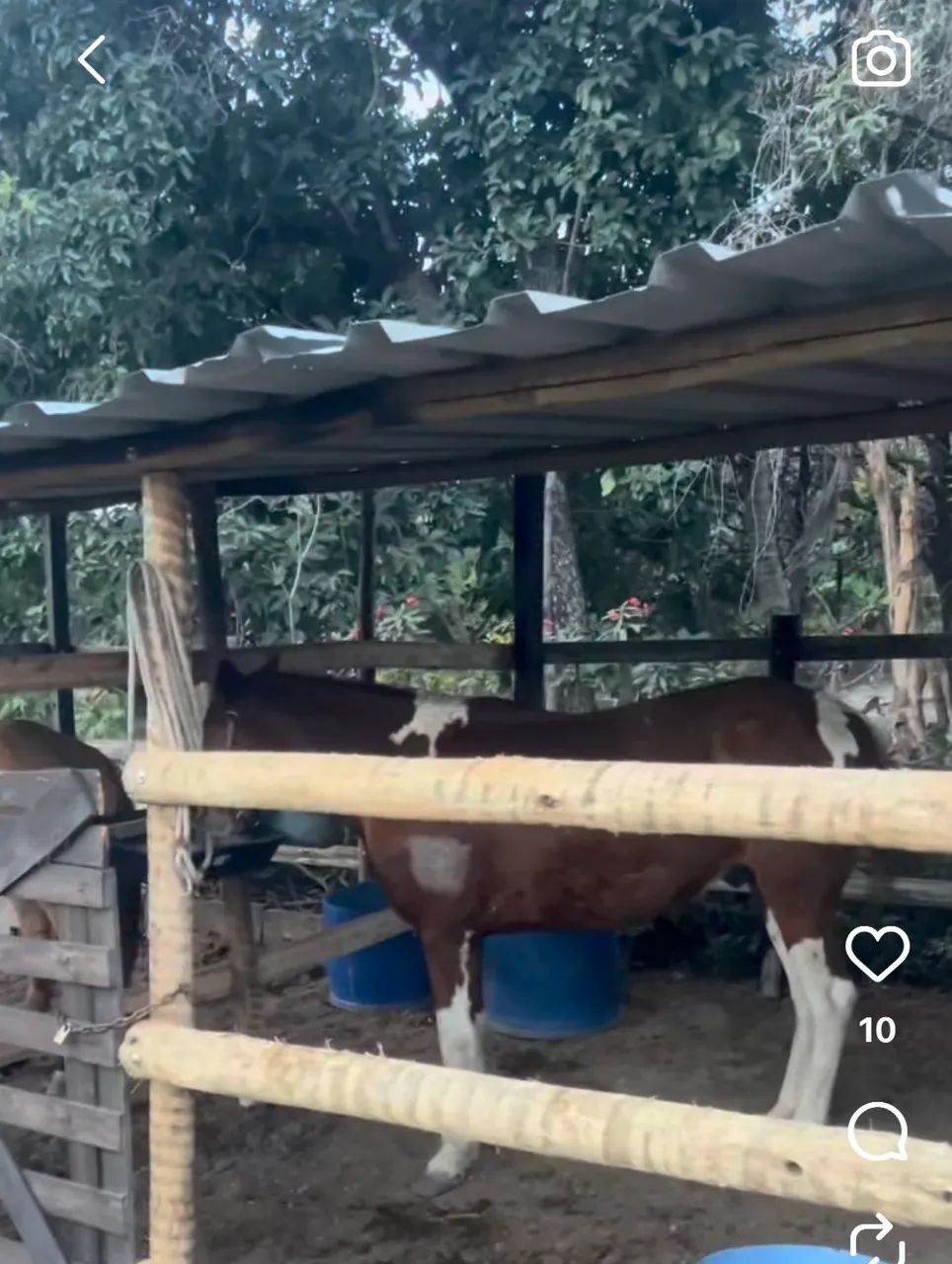 Cavalo  - Foto 2