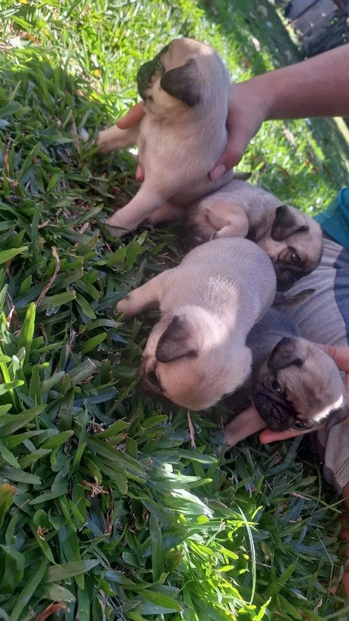 Filhotes de pug - Foto 5