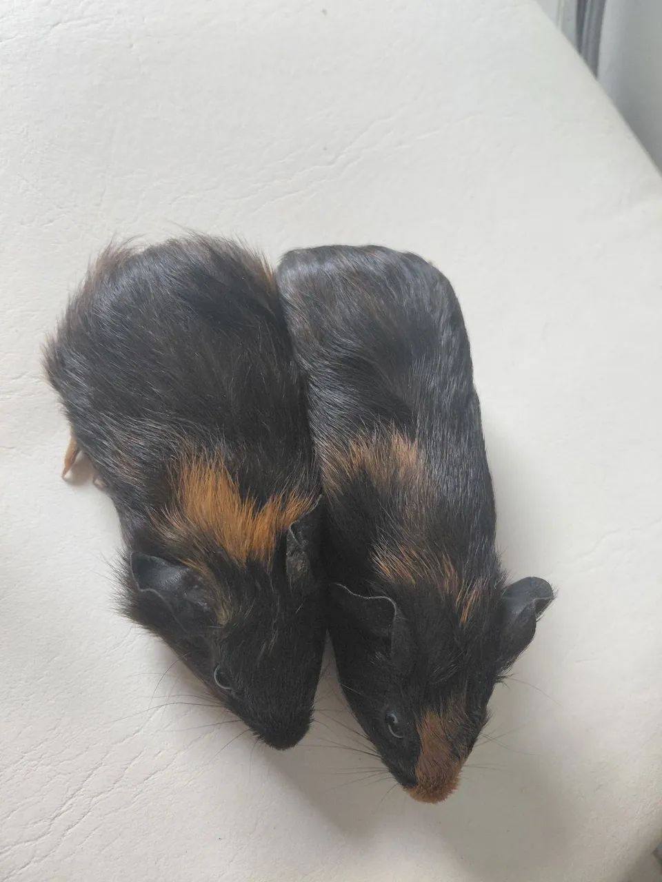 Filhotes casal Porquinho da índia 