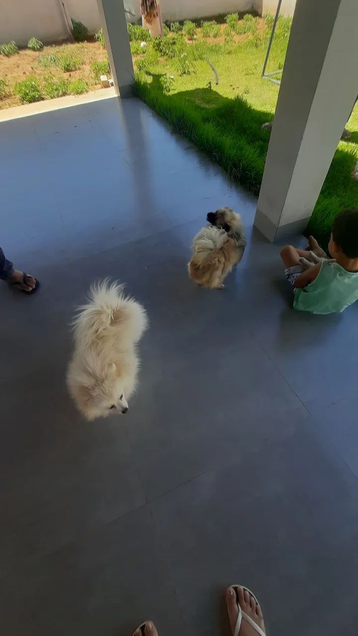 Fêmeas Lulu da Pomerânia ( Spitz Alemão) - Foto 3