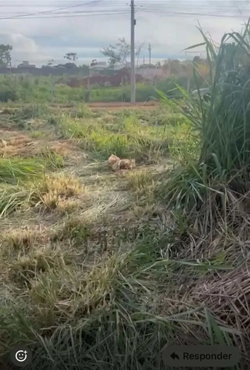 lote 425 metro! OPORTUNIDADE - Foto 4