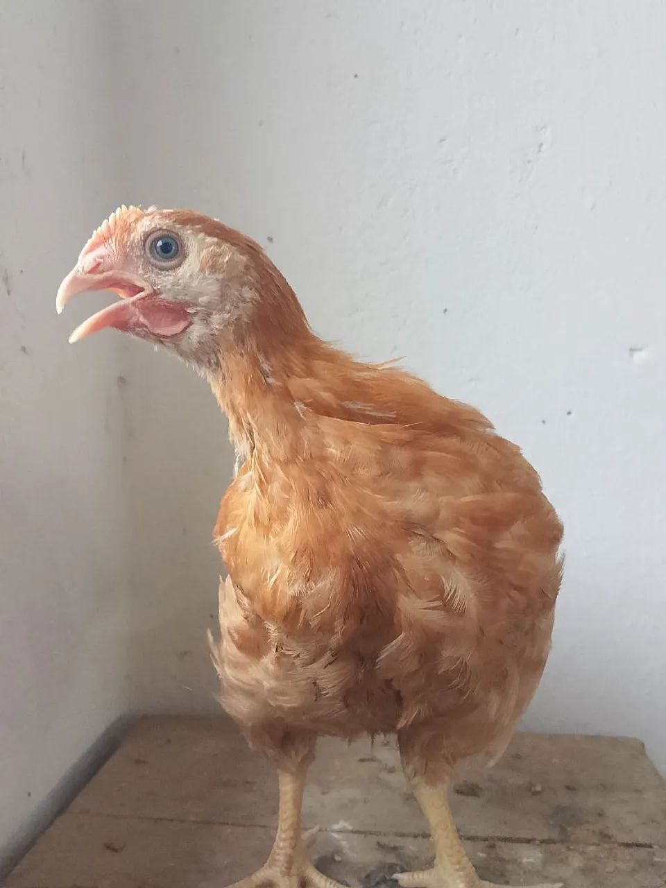 Vedo um lote com. 10 frangos e 10 capotes  - Foto 2