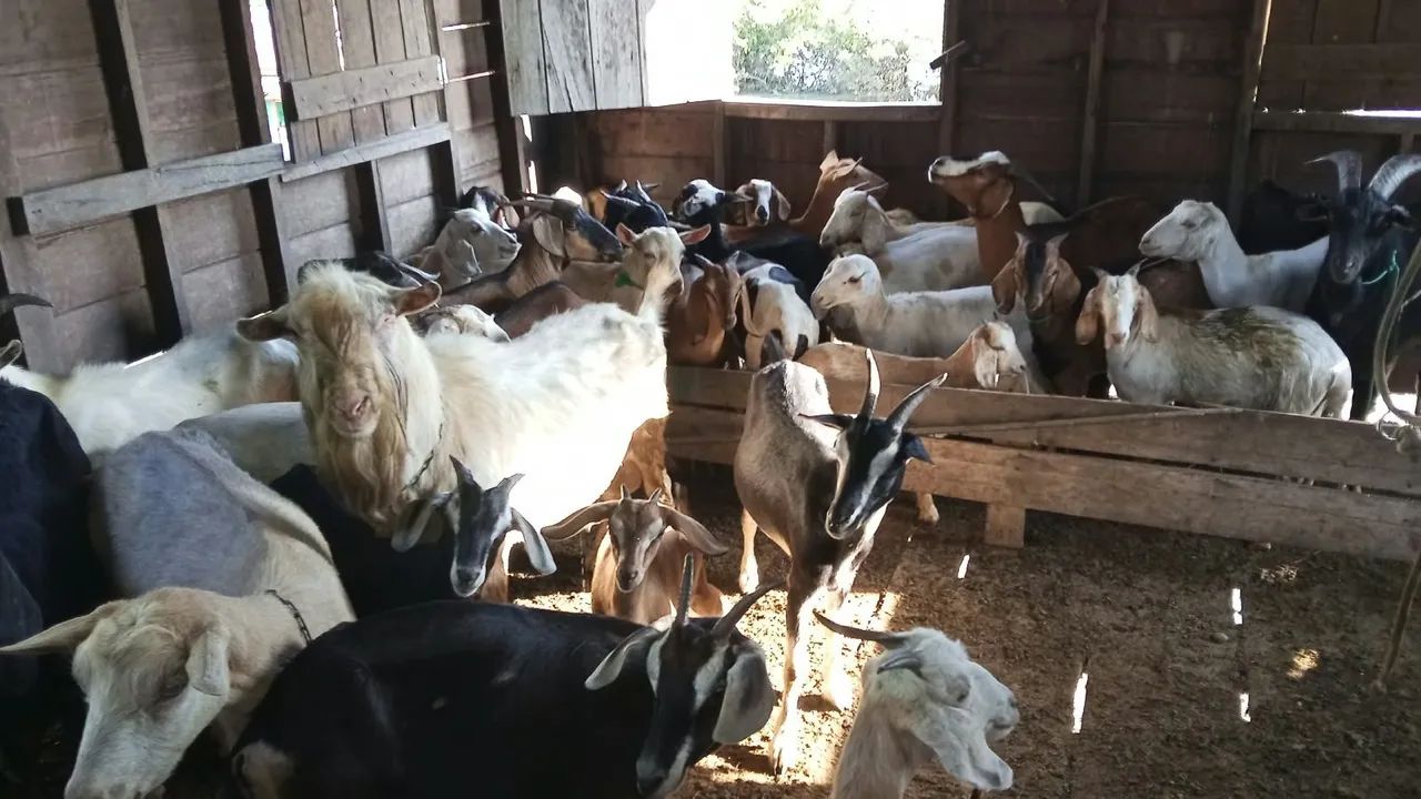 Bode cabras e cabritos - Foto 3