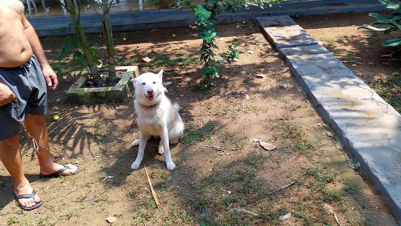 Vendo uma cachorra de raça - Foto 4