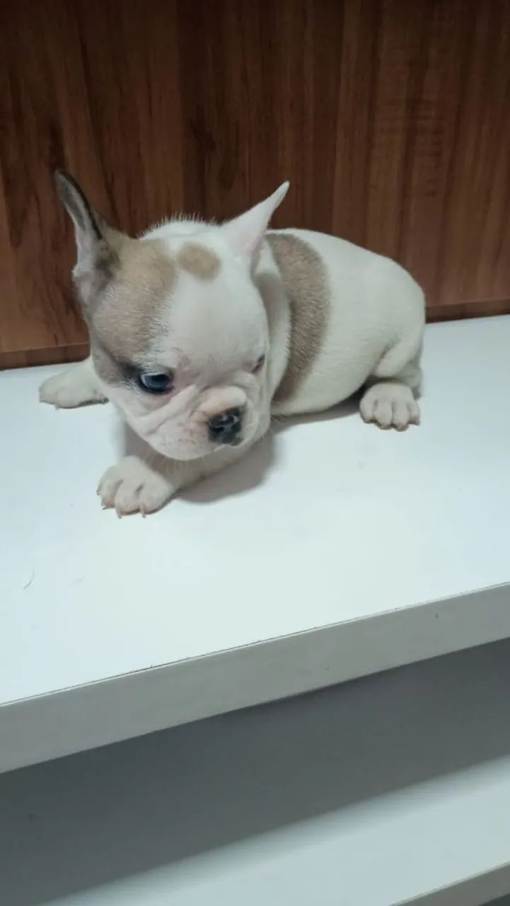 Bulldog Francês