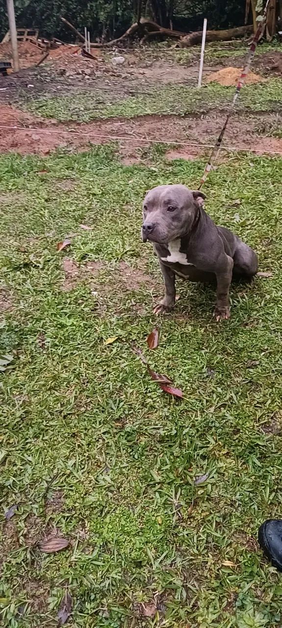 American Bully BLUE pockt - Foto 4