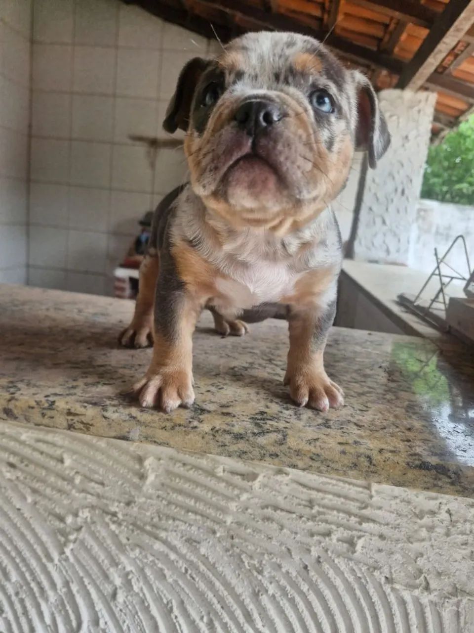Bully - Foto 3