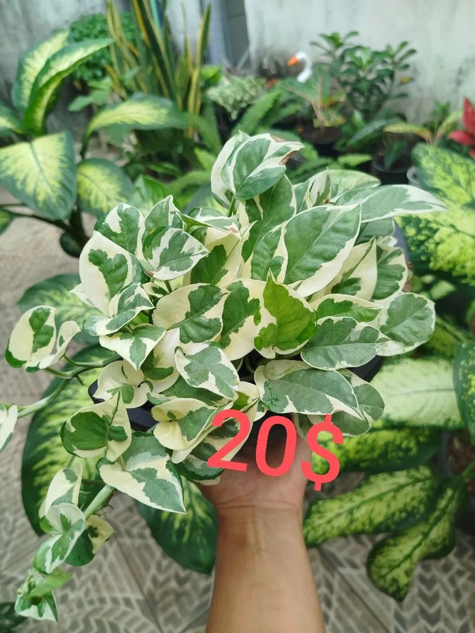 Plantas 