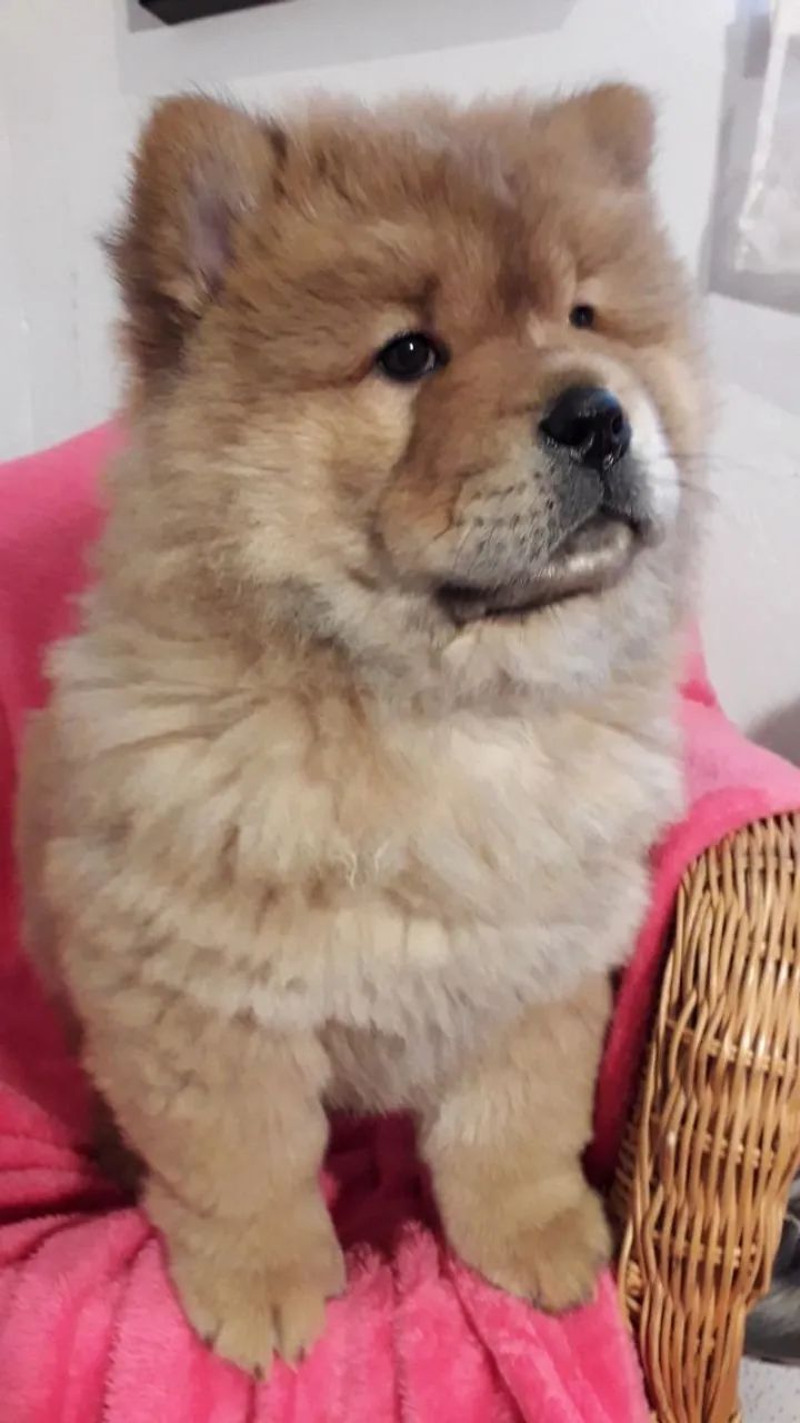 Chow Chow,Chow Chow Filhote Peludo e Pronto para um Novo Lar com Amor