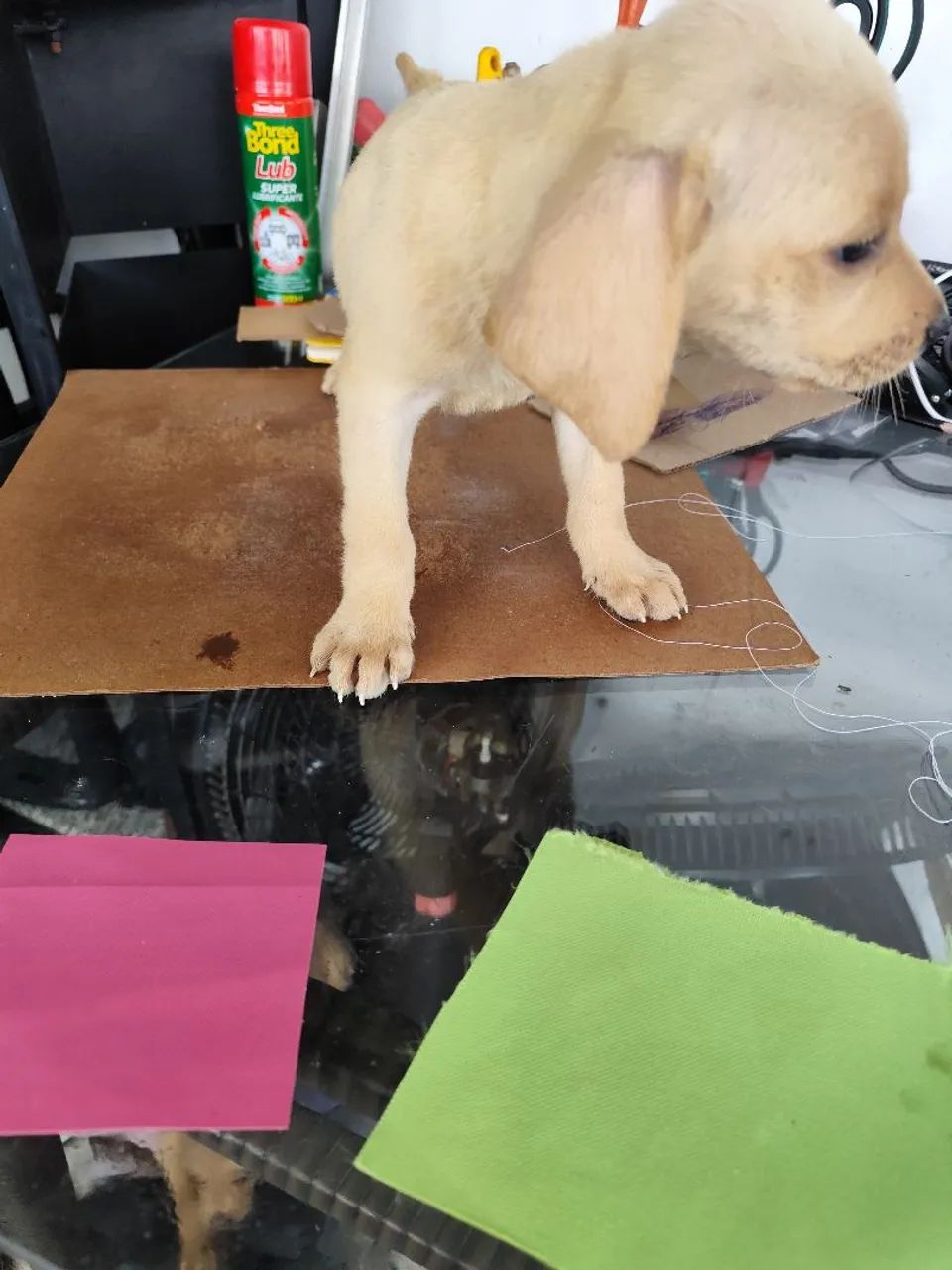 cachorro  - Foto 4