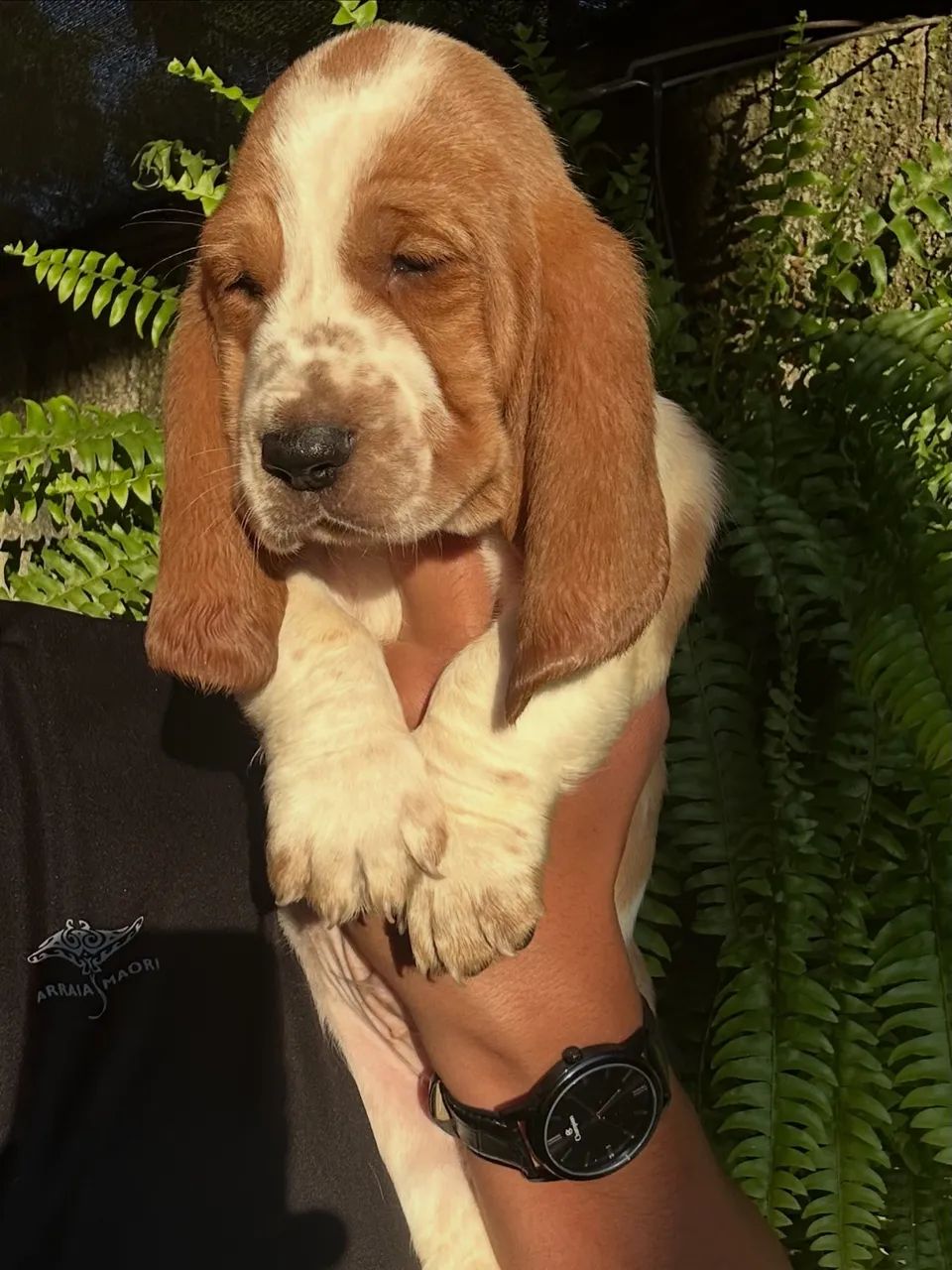 Basset hound
