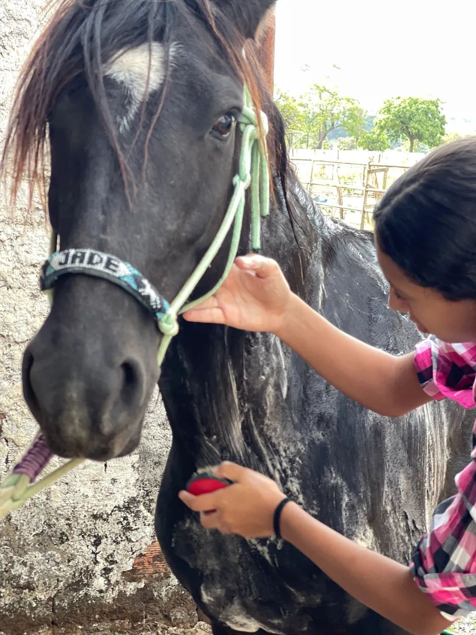 Égua preta mansa boa para criança e escolinha - Foto 2