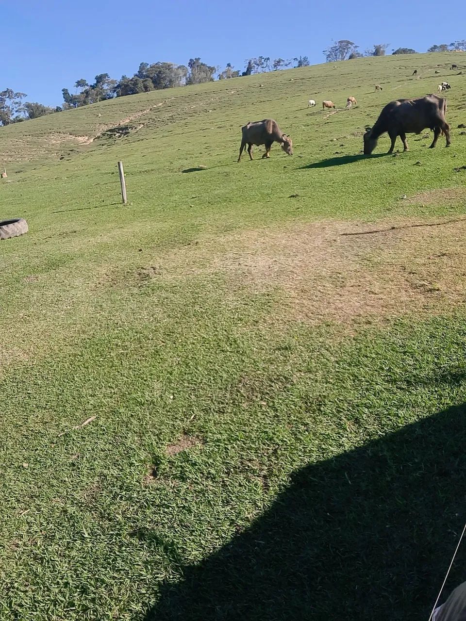 Búfala 