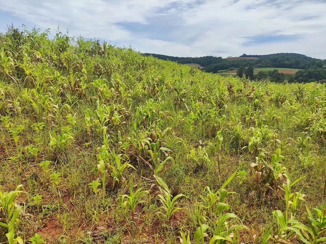 Lotes de 500 a 1.000 m² à venda em Ibiúna-SP - Foto 5