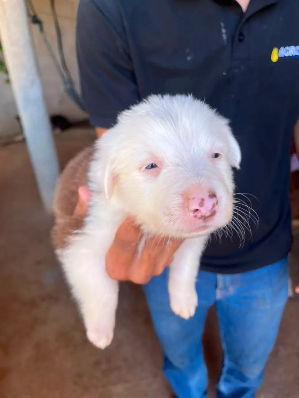 Border collie Macho